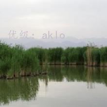 Ц